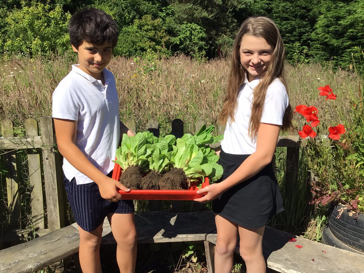 BVS Year 6 tweet media
