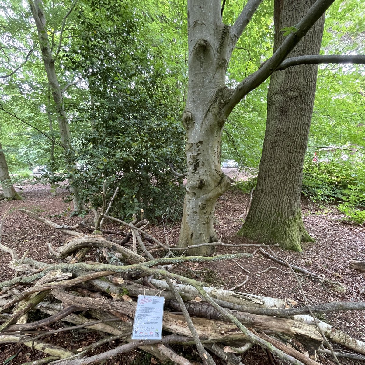 When branches are moved for #DenBuilding some of these organisms will die, leading to #PopulationDecline in already #RareSpecies. If you walk in #BurnhamBeeches, please leave the sticks on the ground and don't #BuildDens on the #NationalNatureReserve

#UKNatureConservation