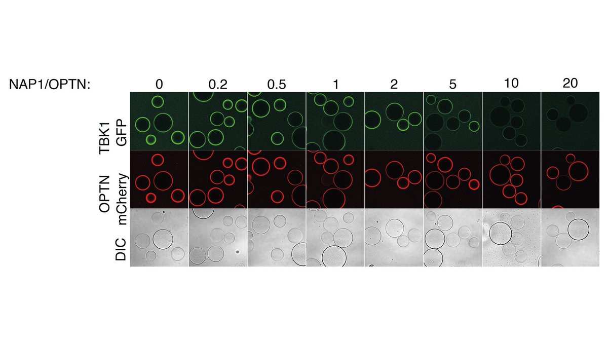 Max Perutz Labs Vienna (@maxperutzlabs) on Twitter photo 🚨 Paper Alert! A hallmark of Parkinson's is deficiency in mitophagy ⚡️ <a href="/EliasAdriaensse/">Elias Adriaenssens</a>, post-doc with @martens_sascha, lightens the molecular mechanisms behind mitophagy initiation 🔍 The study is published in <a href="/NatureSMB/">NatureStructMolBiol</a> ➡️ tinyurl.com/3449dhrs
<a href="/univienna/">Universität Wien</a> <a href="/MedUni_Wien/">MedUni Wien</a> 🚨 Paper Alert! A hallmark of Parkinson's is deficiency in mitophagy ⚡️ <a href="/EliasAdriaensse/">Elias Adriaenssens</a>, post-doc with @martens_sascha, lightens the molecular mechanisms behind mitophagy initiation 🔍 The study is published in <a href="/NatureSMB/">NatureStructMolBiol</a> ➡️ tinyurl.com/3449dhrs
<a href="/univienna/">Universität Wien</a> <a href="/MedUni_Wien/">MedUni Wien</a>