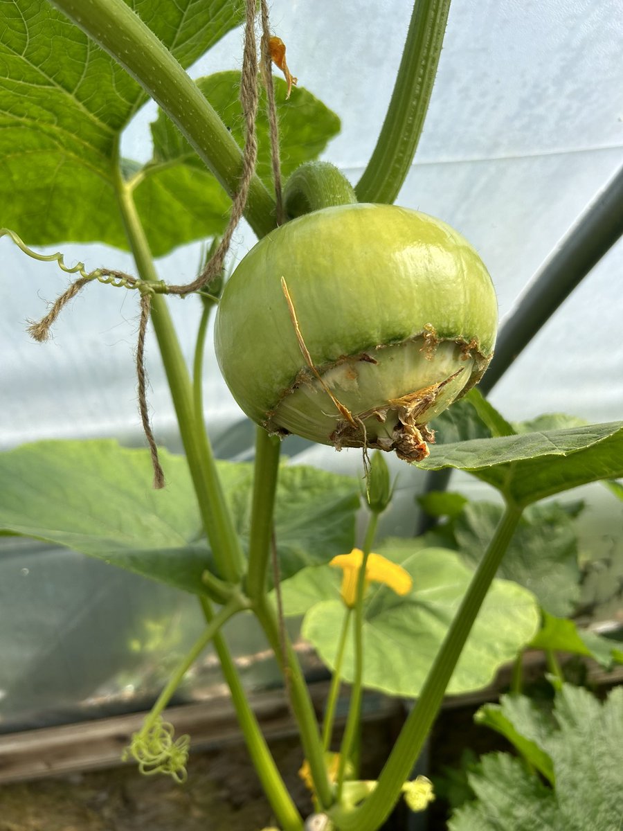 We’ve harvested our first cucumbers this morning for <a href="/TheAlbanySE8/">Albany Deptford</a> CaffA and there are lots more to come.

Plus an amazing kodu (bottle gourd) and lots of squash on the way.