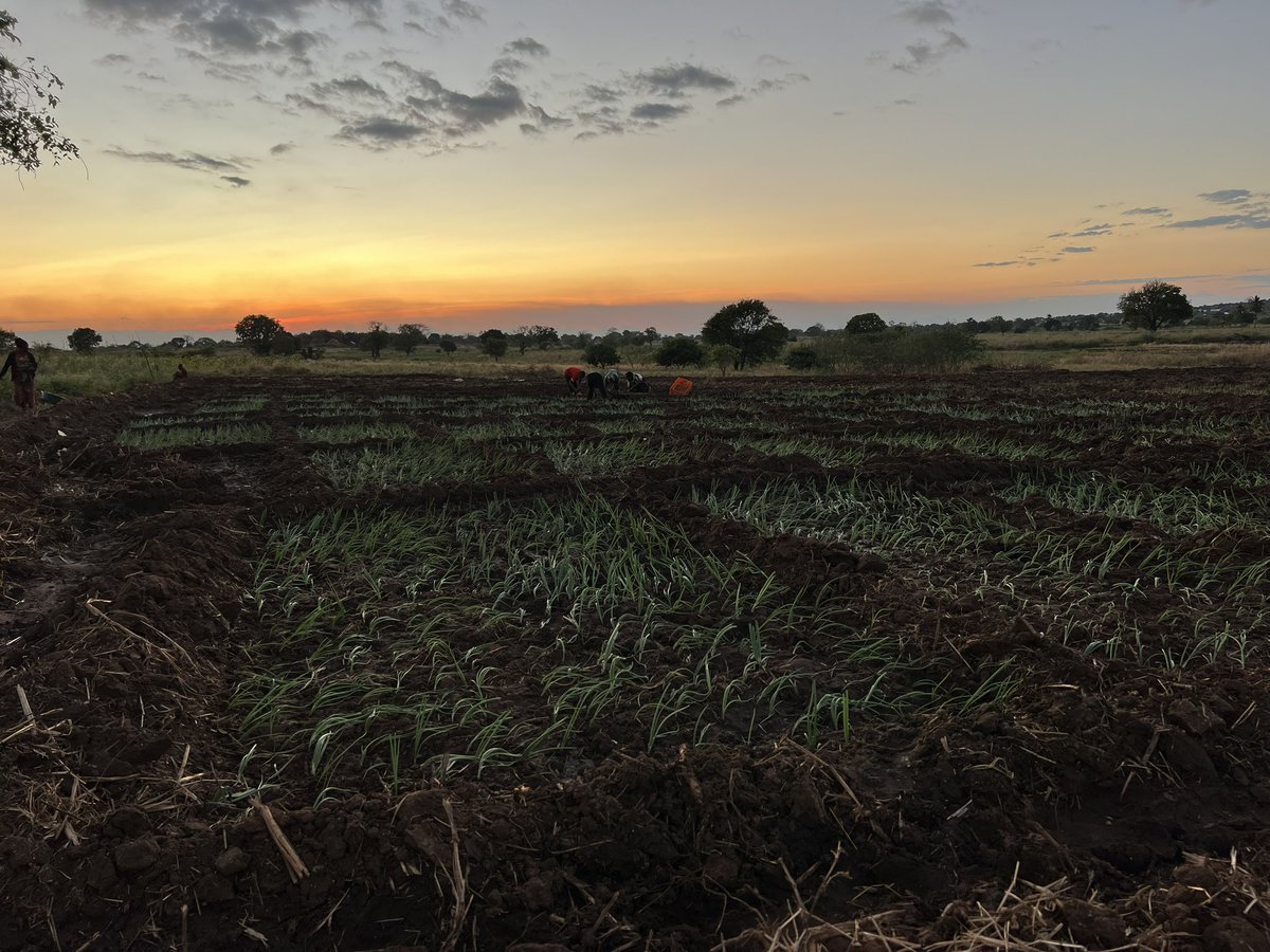 Nanine Veggies 
#agribusiness
#farming
#fruit&amp;vegetable