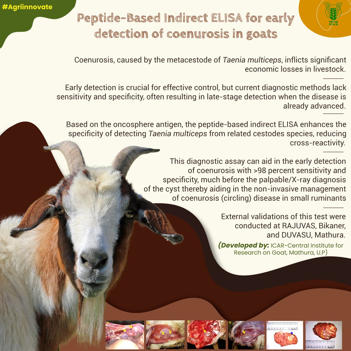 Indian Council of Agricultural Research. (@icarindia) on Twitter photo Peptide-Based Indirect ELISA for early detection of coenurosis in goats #ICAR #FarmerFirstProgramm #impactfultechnology #AgriInnovation <a href="/PMOIndia/">PMO India</a> <a href="/ChouhanShivraj/">Shivraj Singh Chouhan</a>
<a href="/mpbhagirathbjp/">Bhagirath Choudhary</a> <a href="/PIB_India/">PIB India</a> <a href="/mygovindia/">MyGovIndia</a>
<a href="/AgriGoI/">Agriculture INDIA</a> <a href="/DDKisanChannel/">Doordarshan Kisan - рджреВрд░рджрд░реНрд╢рди рдХрд┐рд╕рд╛рди</a> <a href="/moayush/">Ministry of Ayush</a>
<a href="/MoRD_GoI/">Ministry of Rural Development, Government of India</a> Peptide-Based Indirect ELISA for early detection of coenurosis in goats #ICAR #FarmerFirstProgramm #impactfultechnology #AgriInnovation <a href="/PMOIndia/">PMO India</a> <a href="/ChouhanShivraj/">Shivraj Singh Chouhan</a>
<a href="/mpbhagirathbjp/">Bhagirath Choudhary</a> <a href="/PIB_India/">PIB India</a> <a href="/mygovindia/">MyGovIndia</a>
<a href="/AgriGoI/">Agriculture INDIA</a> <a href="/DDKisanChannel/">Doordarshan Kisan - рджреВрд░рджрд░реНрд╢рди рдХрд┐рд╕рд╛рди</a> <a href="/moayush/">Ministry of Ayush</a>
<a href="/MoRD_GoI/">Ministry of Rural Development, Government of India</a>