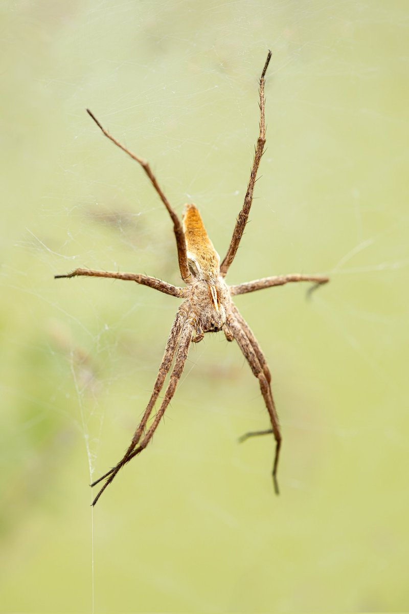 Lovely day out with <a href="/cofnod/">Cofnod</a> yesterday recording wildlife. This Nursery Web Spider closely guarding its spiderlings was a great find by Richard. The Cave Spider (Meta menardi) he found will still give me nightmares though. #Spider #nature