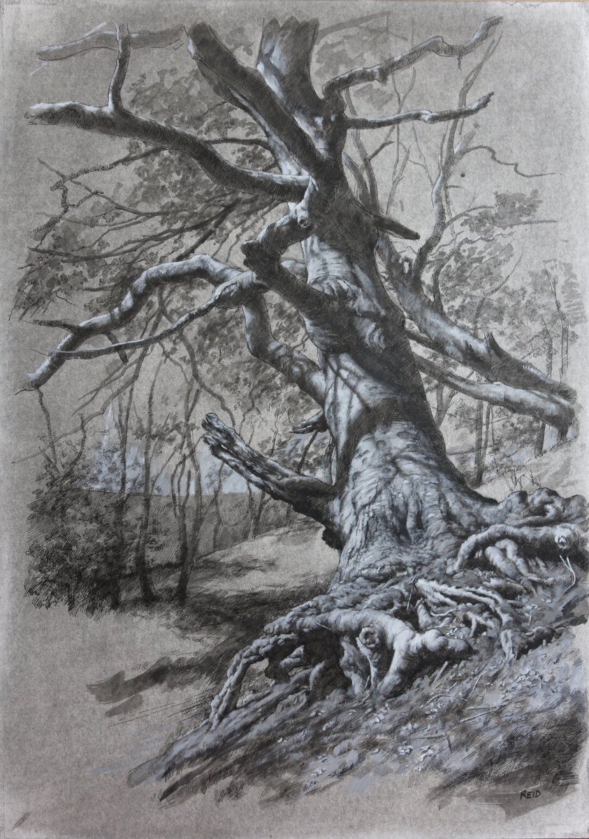 A recent tree study for #thucktrunktuesday 🌳