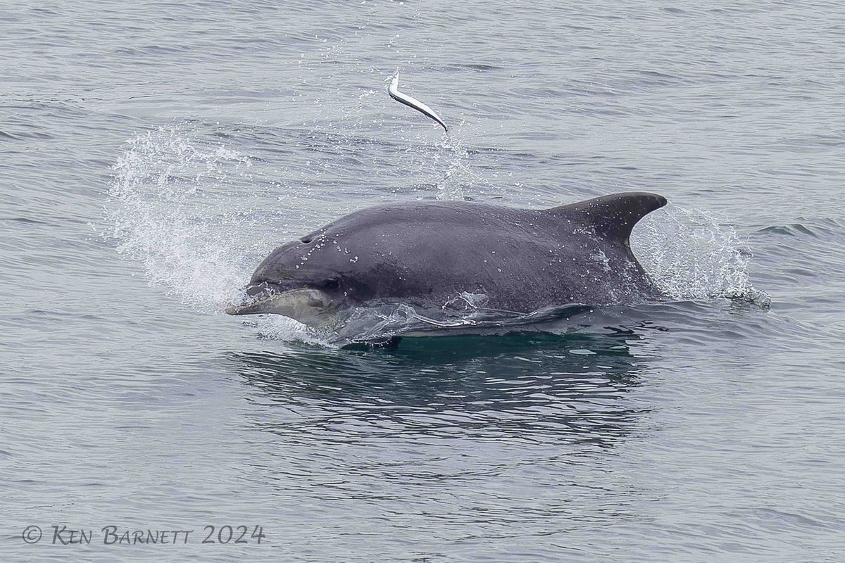 KenBarn90989771's tweet photo. #BottlenoseDolphins happily feeding on #Garfish and #SeaLamprey in #FishguardHarbour.
@SPerrywink @CBMWC @PembsCoast https://t.co/UYyhYr6zeO