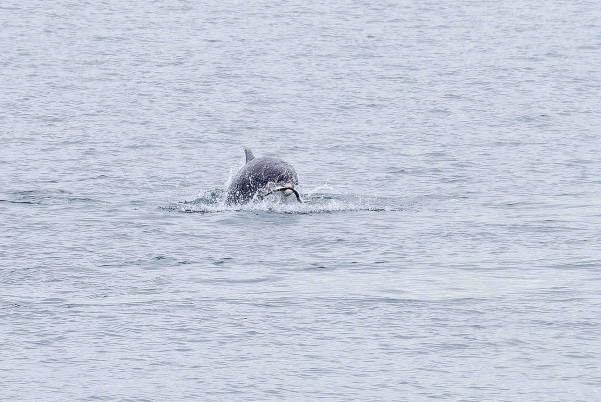 KenBarn90989771's tweet photo. #BottlenoseDolphins happily feeding on #Garfish and #SeaLamprey in #FishguardHarbour.
@SPerrywink @CBMWC @PembsCoast https://t.co/UYyhYr6zeO
