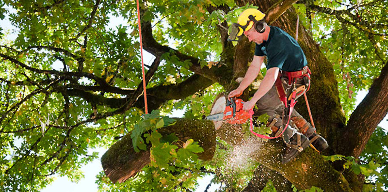 Gabriel_Trees's tweet photo. Contact us and let's get the job done! https://t.co/cUmsaXZsT9