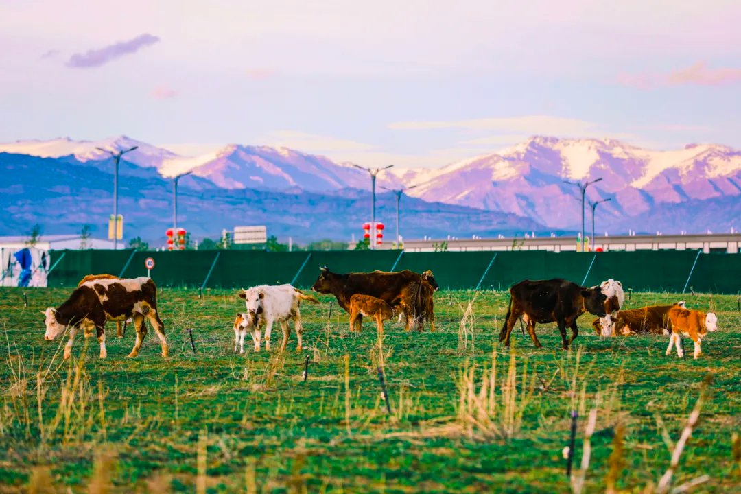ChinaRailways's tweet image. Depart from the bustling Urumqi city and head to the breathtaking beauty of Altay city. The train travels beneath the majestic Tianshan Mountains, with landscapes flowing past the windows. Enjoy this journey and experience a profound spiritual cleanse. #TrainTravel #RailwayTime