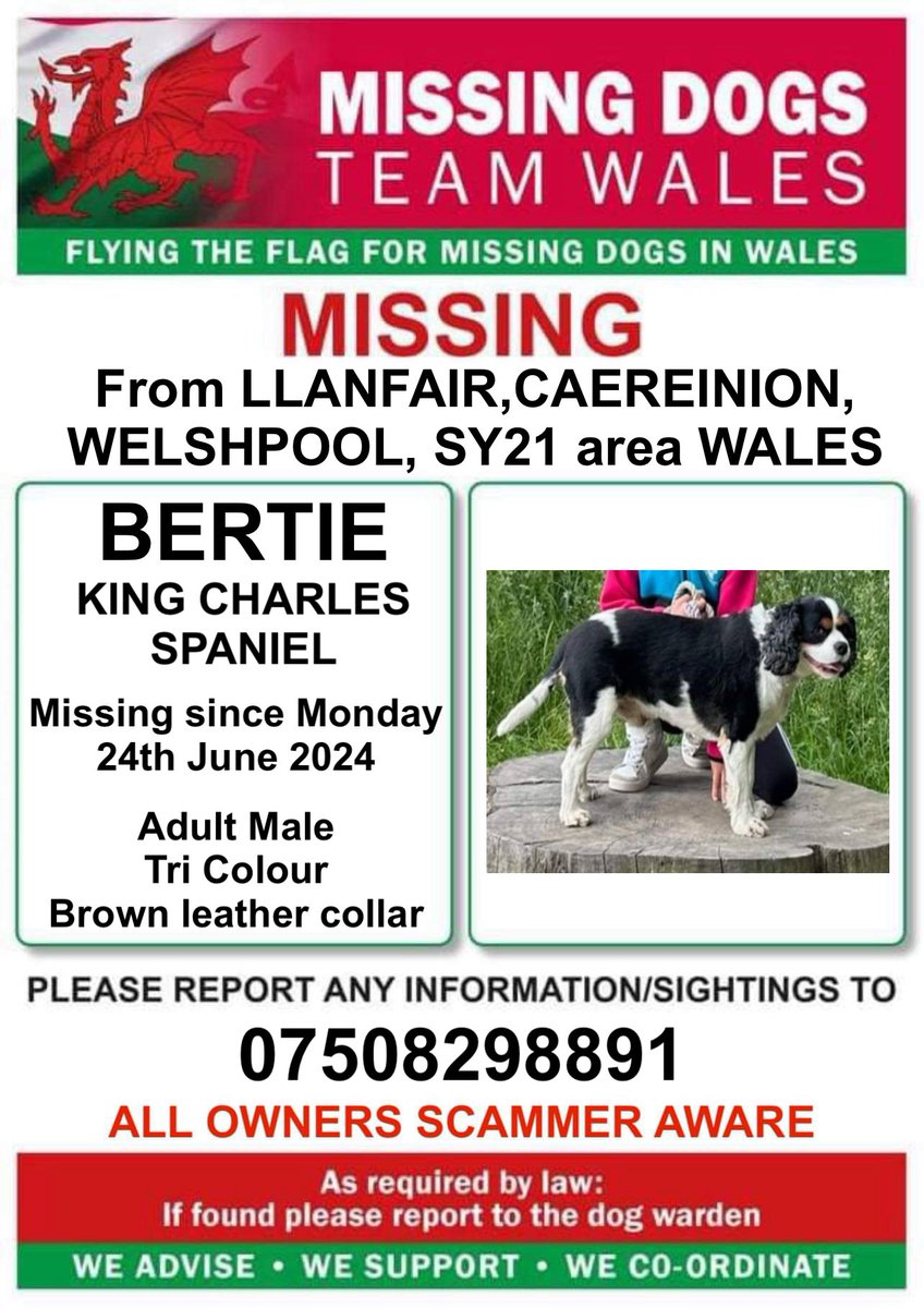 ‼️BERTIE IS MISSING SINCE MONDAY 24TH JUNE 
FROM #LLANFAIR #CAEREINION AREA  #WELSHPOOL 
#SY21 #WALES ‼️
BERTIE IS MICROCHIPPED &amp; NEUTERED SO PLEASE LOOK OUT FOR HIM ⬇️⬇️