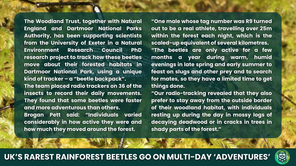 UniExeCEC's tweet photo. A new study delving into the lives of one of the UK’s rarest beetles shows them to be athletes and adventurers – sometimes travelling the scaled-up equivalent of several kilometres a night in search of food and mates.

Photo: Nick Royle

#Beetles #GroundBeetle #InsectConservation https://t.co/Y7TalwwHDk