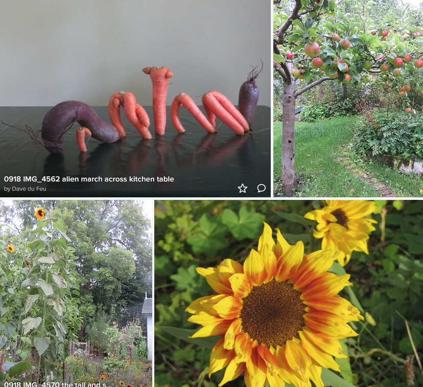 DaveduFeu's tweet photo. @boddave @heraldscotland @LeoduFeu @RoanduFeu @s_barstow @paeonyfan @SwarbrickHT @TheBotanics @SoilAssocScot @nourishscotland @ObarChrombaidh @EdinLandscape @Miranda_j @transitionlin @JournoandGaz @LinlithgowVisit Sun 30 June, 2-5pm

My garden will be open as part of #Linlithgow @BurghBeautiful Inviting Gardens, plus 12 other gardens 

£5 brochure (per adult) entry to all gardens. Some also open on Sat

More info:  email  davedufeu at https://t.co/Pu9mXEOFJQ

pics->https://t.co/9TKHS8CpGk https://t.co/W2W8wGb9Y6