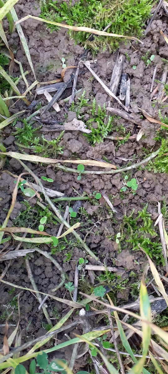 Le dernier #SOLAG est disponible ! Avec la mise en place de l’ACS, l’absence de travail du sol conduit à une concentration des éléments fertilisants, notamment des matières organiques en surface, des facteurs d’acidification des sols. 
A lire ici 👉 url-r.fr/dJYxy