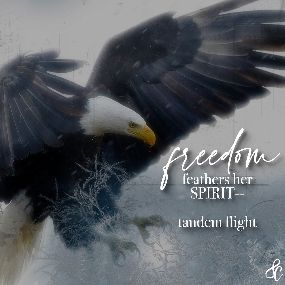 dajc_thoughts's tweet image. “freedom feathers her spirit— tandem flight…”
by: dajc

Seeing my very first bald eagle up close… sacred.

#sixwords #baldeagle #flightpattern #wild #reverence #sacred #naturesplayground #poeticplayground #self #playingwithwords #acreativelife #art #writing #poetry