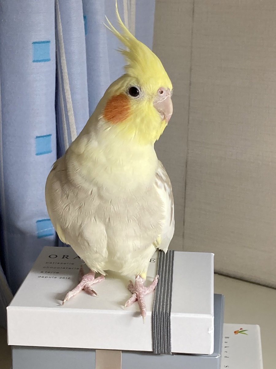 みちぽんず tweet media