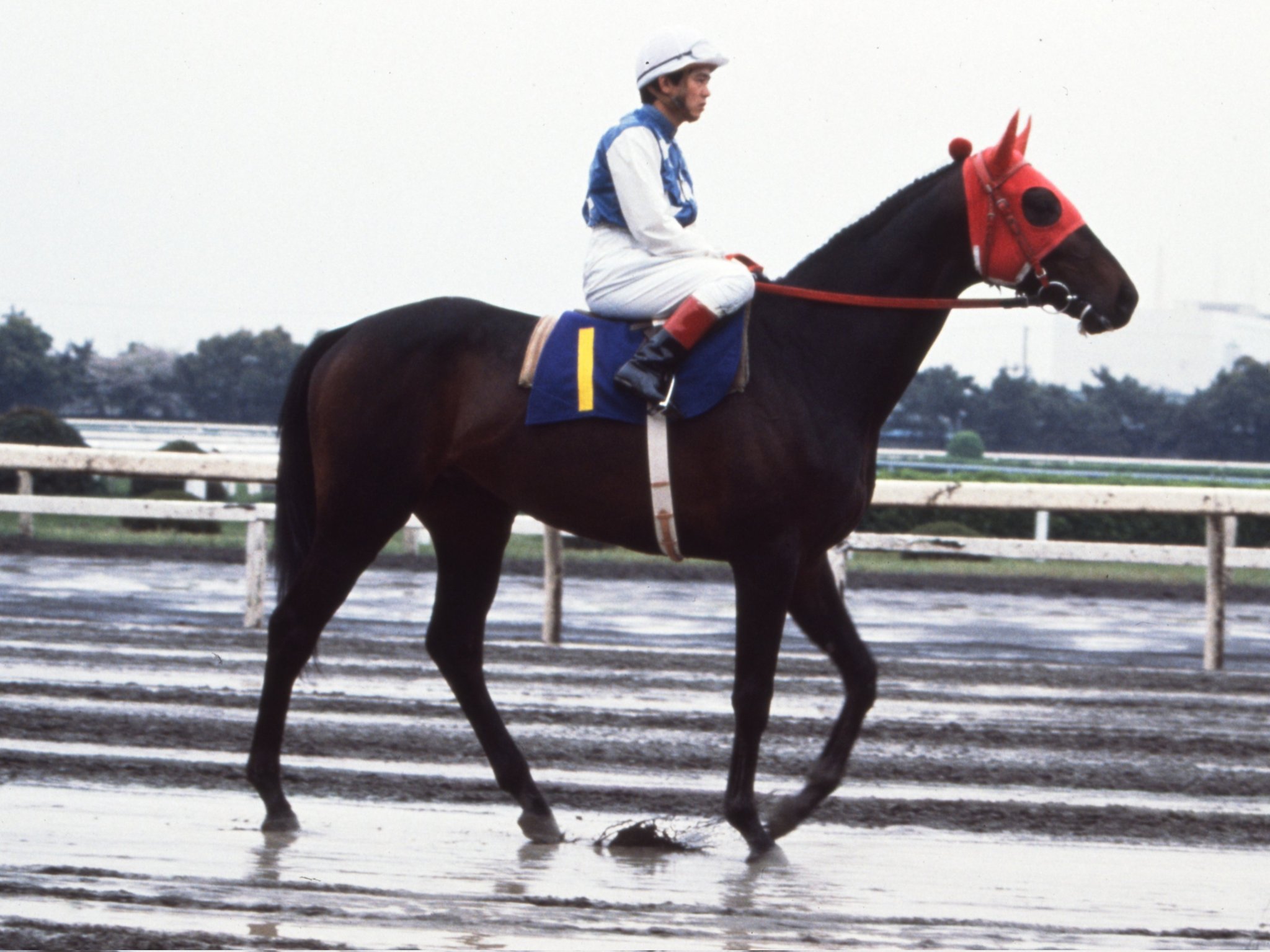 地方競馬全国協会(NAR)公式 on X: 
