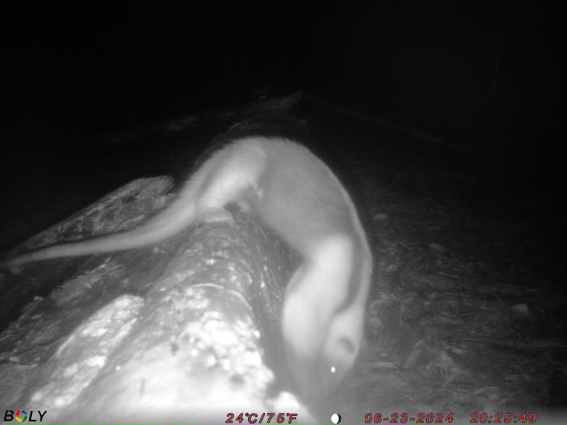 ZSL Instant Wild (@instantwild) on Twitter photo The <a href="/OchoVerde/">Ocho Verde Wildlife</a> log #cameratrap showing some serious action once again! 🐦⬛🦎🐆🌿Tag them here > bit.ly/2X8nHed
#CitSci #NaturePhotography #Nature #Volunteering #TwitterNatureCommunity #CitizenScience #AnimalTwitter #Wildlife The <a href="/OchoVerde/">Ocho Verde Wildlife</a> log #cameratrap showing some serious action once again! 🐦⬛🦎🐆🌿Tag them here > bit.ly/2X8nHed
#CitSci #NaturePhotography #Nature #Volunteering #TwitterNatureCommunity #CitizenScience #AnimalTwitter #Wildlife