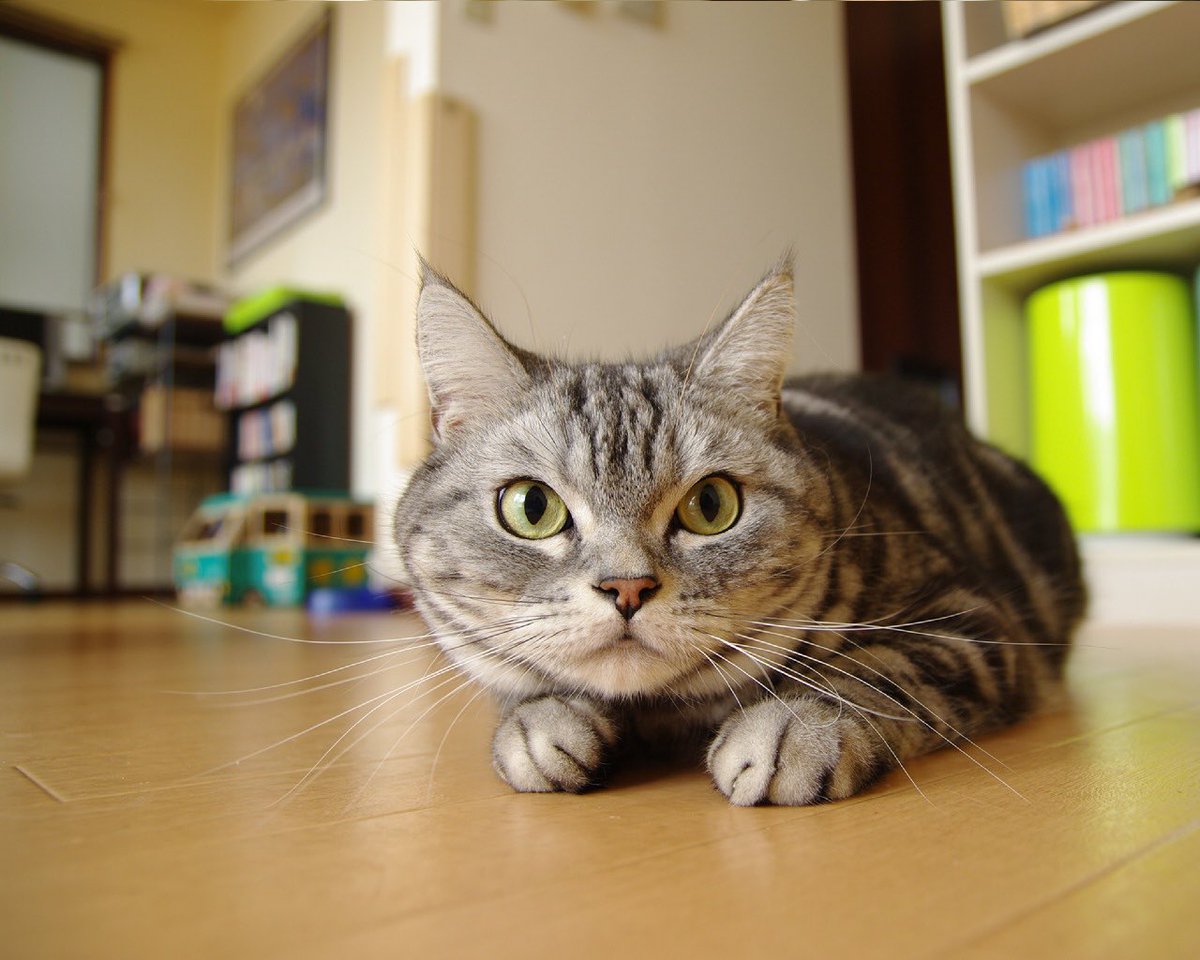 SketchmeApp's tweet photo. 🚨 ALERT 🚨 Cats are always cute, no exceptions! 🐱❤️ Just look at this little bundle of joy! 😍 #CatLovers #AlwaysCute https://t.co/toY7RfM0Tm