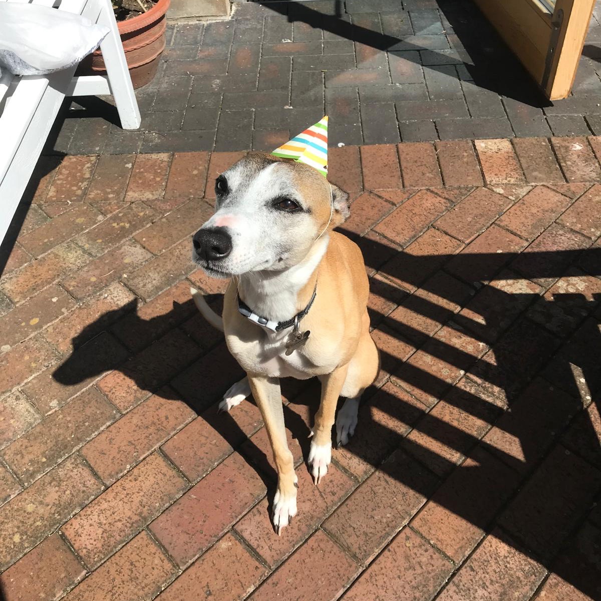 Happy birthday Whisper! 🎂🥳