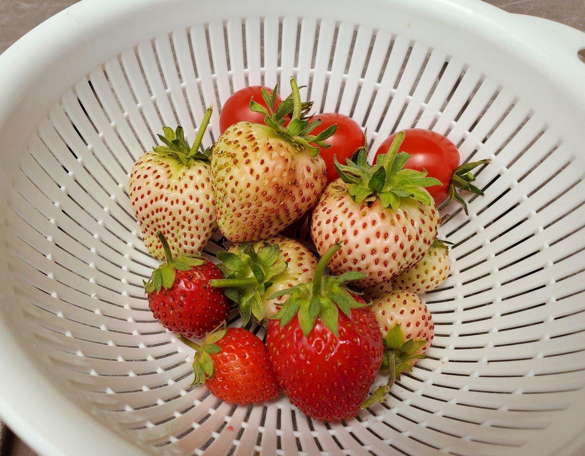 イチゴとミニトマトの収穫が始まりました🍓🍅

エンジェルエイトが白くキレイに仕上がらないんだけど、雨風にバンバンさらされながら成長してるのでムリもないかな…😅

来期は赤いイチゴの種類を増やしたいかな🎵

#家庭菜園
#プランター菜園
#イチゴ
#よつぼし
#エンジェルエイトが