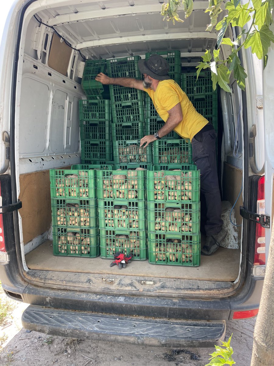 Resulta que la actividad era para recoger los restos de las cosechas que aún se pueden aprovechar para destinarlo a gente que lo necesita, todo esto gracias a la fundación espigoladors, así que super worth it :D mucho calor y cansancio pero ha merecido la pena 🫶🏻🫶🏻