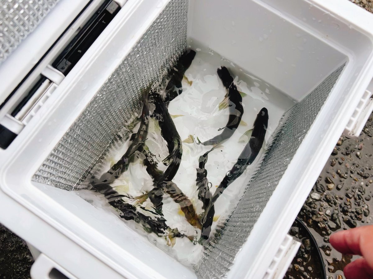 sodesfishing's tweet photo. 本日の入間川💡
真っ黄色の天龍鮎は出ませんでしたが全体的に平均サイズが上がってきました!
#���ユルアー #アユイング #WIST鮎 #castream #入間川漁協 https://t.co/CeB8jJenO0