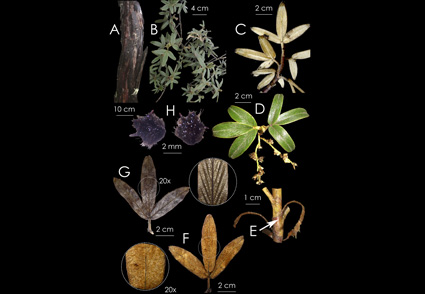 ForestPlots's tweet photo. Felicidades a nuestros colegas peruanos, otra nueva especie arbórea andina

Polylepis rocio-rojasii (Rosaceae), del Bosque de Proteccion Pui-Pui 📷
https://t.co/lbc0MJlfWO https://t.co/a1oY8OwtH5