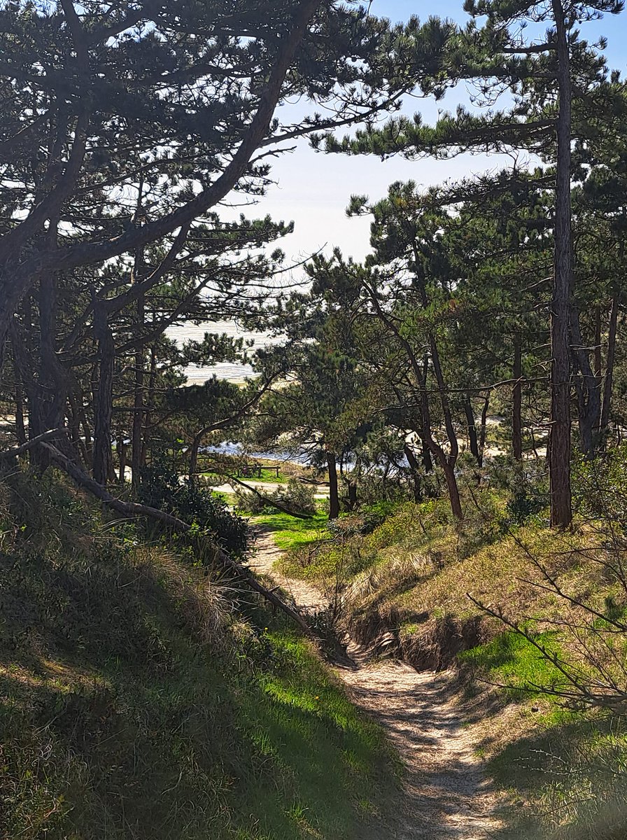 Ben je gek op het vinden van leuke wandelpaadjes? Dan raak je op Terschelling niet uitgewandeld. 😉 Van bosrijke routes tot prachtige duinpaadjes, heb jij een favoriet?

📷 Eike Eikelenboom