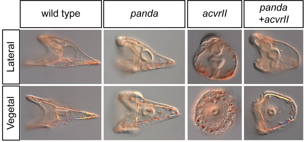 #SymmetryBreaking in sea urchins. Early D/V axis in #SeaUrchin embryo depends on inhibin-like TGF-β Panda, but how? Study shows that Panda sequesters TGF-β type II receptor ACVRII, promoting (rather than antagonizing) Nodal signaling #PLOSBiology plos.io/4cDs7On