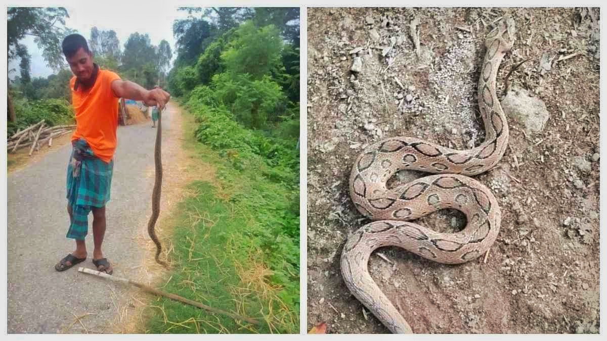 নওগাঁয় দুই রাসেলস ভাইপার পিটিয়ে মারল স্থানীয়রা