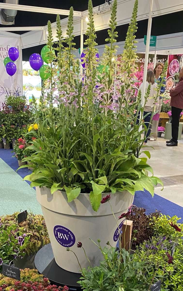 rhs.org.uk/plants/new-pla…
Click the link above and take a moment to read Olivia Drake's article from the <a href="/The_RHS/">The RHS</a>  about our fabulous new plant introduction that featured and won best in show at the HTA National Plant Show last week.