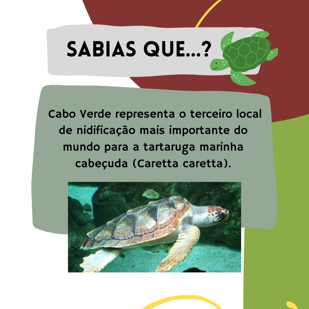 PT: Cabo Verde representa o terceiro local de nidificação mais importante do mundo para a tartaruga marinha cabeçuda (Caretta caretta).

📸 Fotografia de Strobilomyces de um exemplar em Océanopolis (Brest, Bretanha).