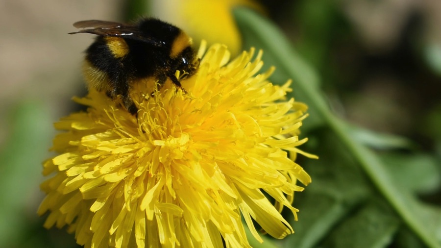 LGSpace's tweet image. Help wildlife in hot weather by providing food, water and shade. Bumblebees can only fly for about 40 minutes before they need to refuel – so grow nectar-rich plants such as dandelions, lavender and cosmos to help bees and other pollinators.
More ideas: bit.ly/3RImiqV