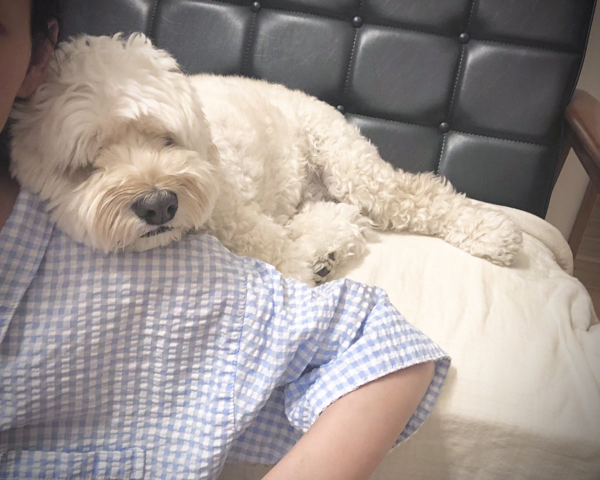 shijimi_P's tweet photo. そこで寝るん？かわいい寝🥹 https://t.co/oOXGNLhM3E