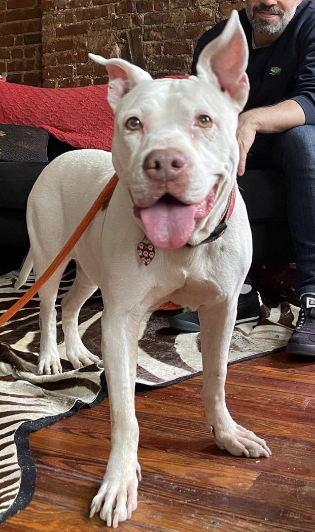 Audio Flux (@audiofluxing) on Twitter photo Our final commissioned fluxwork for Circuit 03 Pet Sounds: The Pittie Dialogues, by <a href="/themarkpagan/">Mark Pagán 🇵🇷</a> 
"A spring shave and energetic pup unlock new connections in Mark's neighborhood."
We love this fuckin' dawg! You will too:
audioflux.org/circuit03/mark… Our final commissioned fluxwork for Circuit 03 Pet Sounds: The Pittie Dialogues, by <a href="/themarkpagan/">Mark Pagán 🇵🇷</a> 
"A spring shave and energetic pup unlock new connections in Mark's neighborhood."
We love this fuckin' dawg! You will too:
audioflux.org/circuit03/mark…