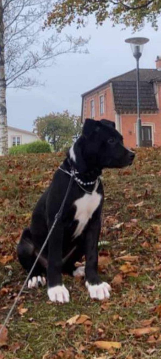 Swekillswitch's tweet image. My dog Max as a puppy❤️