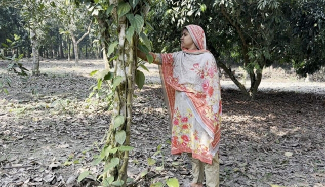 নড়াইলে মসলা জাতীয় চুইঝালের আবাদ বাড়ছে