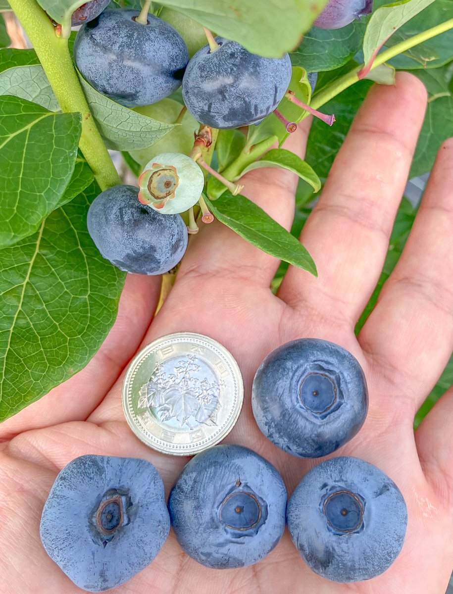 怖いか？私のブルーベリーの大きさが