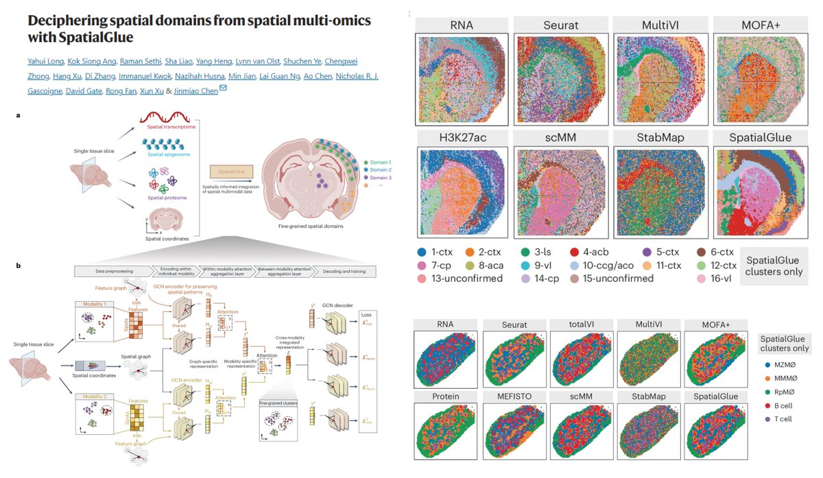 HaoYin20's tweet image. SpatialGlue
Spatial multi-omics integration
#GraphNeuralNetwork
Intra-modality + Inter-modality dual-attention

spatial epigenome (ATACseq, CUT&amp;amp;Tag)–transcriptome (Stereo-CITE-seq)–proteome (SPOTS)

vs Seurat totalVI MultiVI MOFA+ MEFISTO scMM StabMap

Likely also works on…