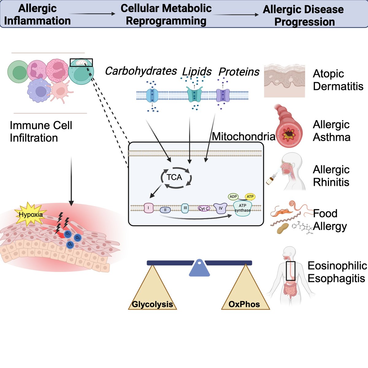Dr. Joanne Masterson (@themastersonlab) on Twitter photo Delighted to see this review on Cellular metabolism and hypoxia interfacing with allergic diseases go out.
First of many I am sure from our amazing @scienceirel funded <a href="/MaynoothUni/">Maynooth University</a> MSc Research student @Shauna_Kellett8
Check it out in <a href="/jlb_journal/">Journal of Leukocyte Biology</a>
doi.org/10.1093/jleuko… Delighted to see this review on Cellular metabolism and hypoxia interfacing with allergic diseases go out.
First of many I am sure from our amazing @scienceirel funded <a href="/MaynoothUni/">Maynooth University</a> MSc Research student @Shauna_Kellett8
Check it out in <a href="/jlb_journal/">Journal of Leukocyte Biology</a>
doi.org/10.1093/jleuko…