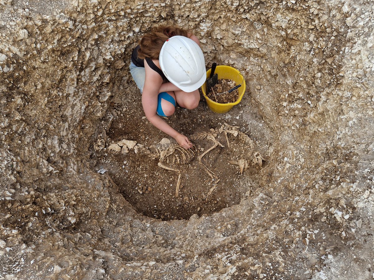 Hannah is clearing the terrifyingly betoothed double dog burial in Trench Q at #Durotriges24

We've had Iron Age dog burials before but never 2 in the same pit