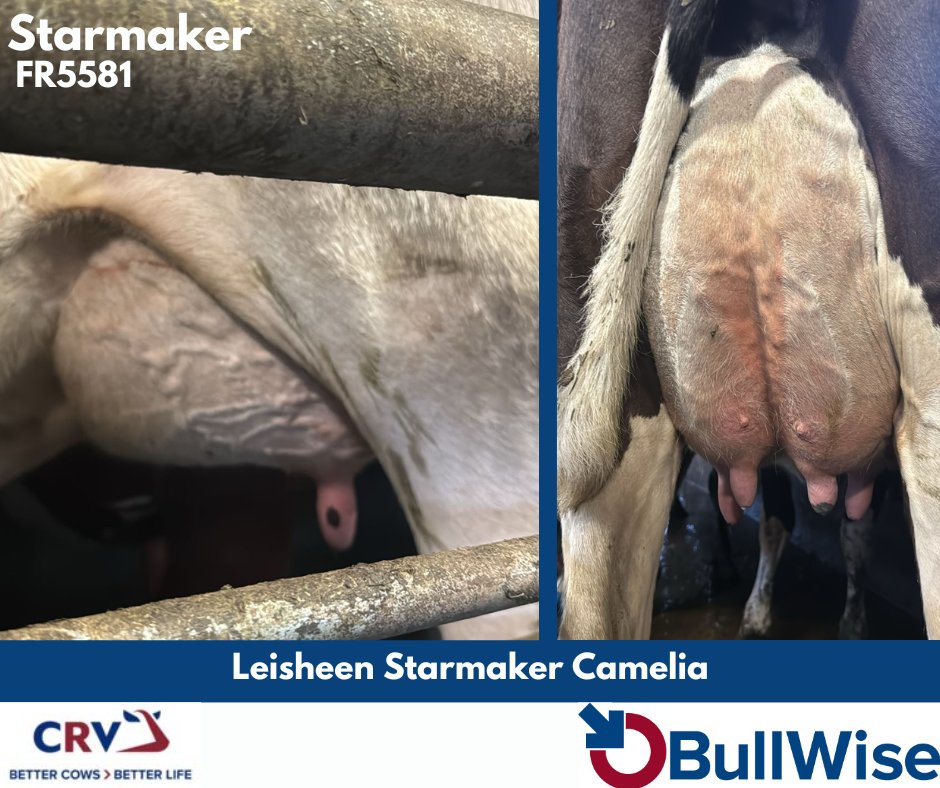 Leisheen Holsteins @georgebeattieit , is happy with this Starmaker Daughter, in her first lactation, she has super balance and is milking well.

#Grasstomilk #BullWiseAI #CRV4ALL #TeamDairy #Breeding24