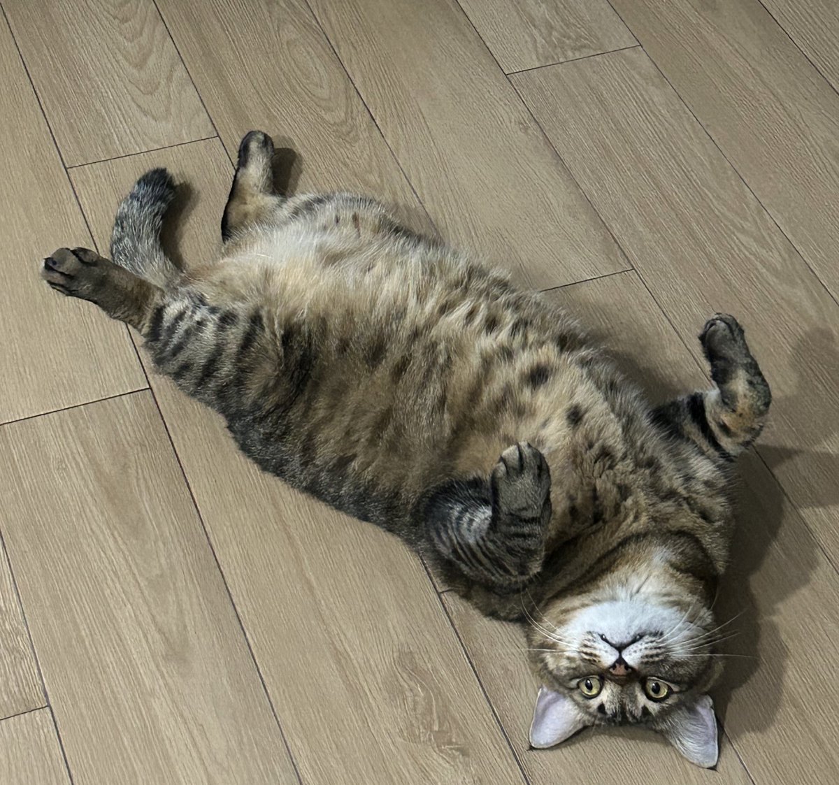 อยากสอบถามทุกคนว่าน้องแมวเราเป็นแมวพันธุ์อะไรหรอคะ🥹 พอดีน้องเป็นแมวจรมาอยู่กับเราได้ปีกว่าๆแล้วค่ะ ตอนมาแรกๆน้องผอมม้ากกก เหมือนแมวไทย ตอนนี้ตัวเริ่มพอง ไม่แน่ใจแล้วว่ายังใช่แมวไทยอยู่ไหม😅😅😂