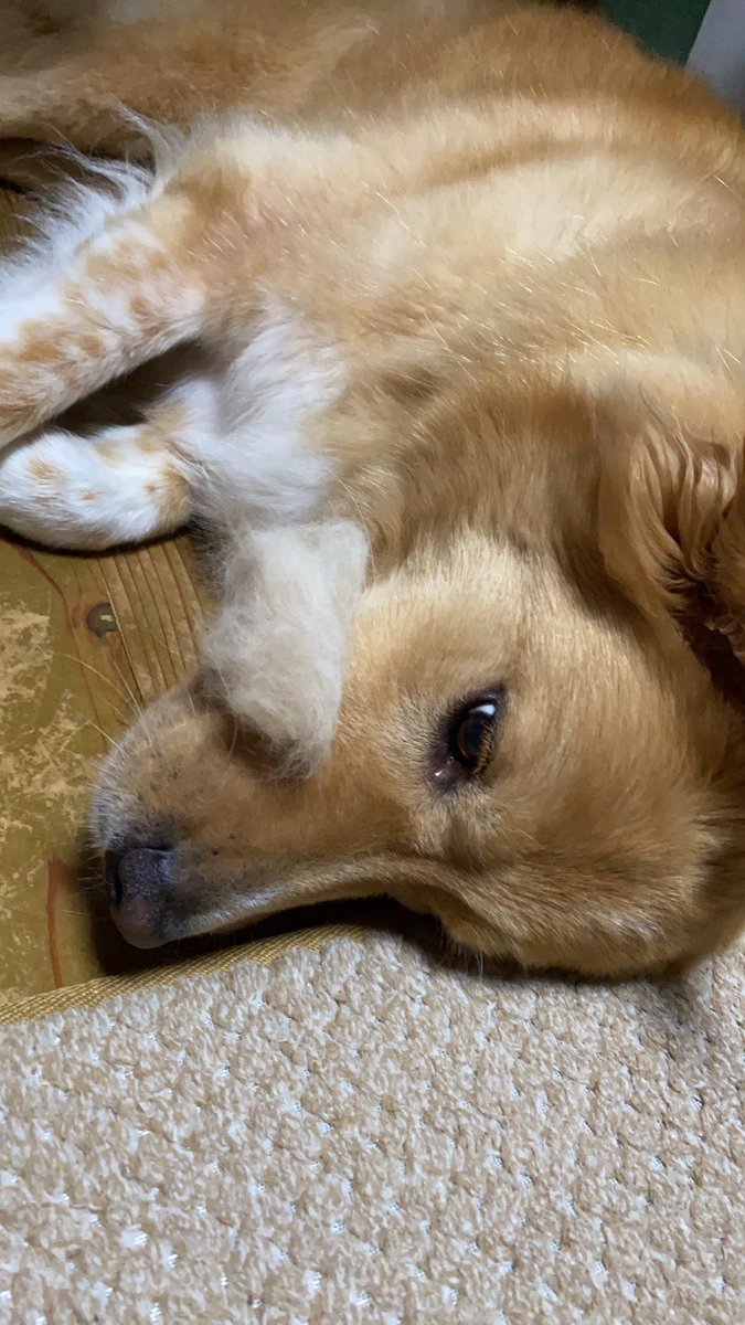 ちょっとやそっとじゃ気にしない犬🐾