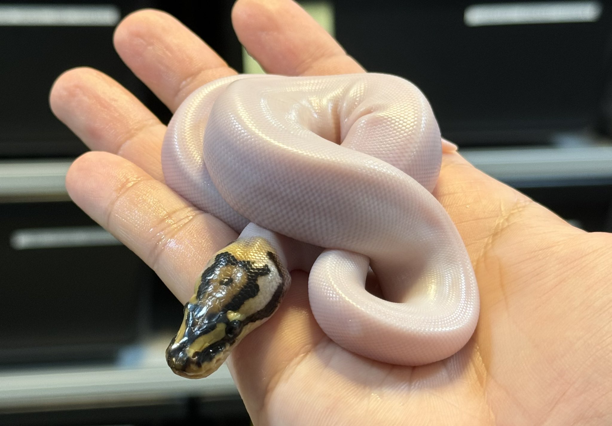 SHN REPTILES 2.0💮27日EXPO on X: SHN REPTILES 2.0💮27日EXPO on X: