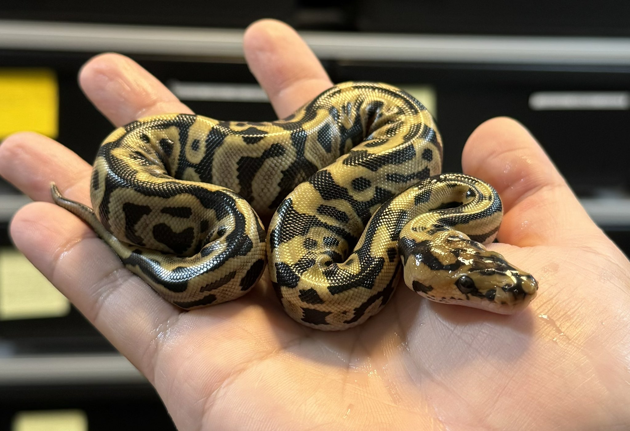 SHN REPTILES 2.0💮27日EXPO on X: SHN REPTILES 2.0💮27日EXPO on X: