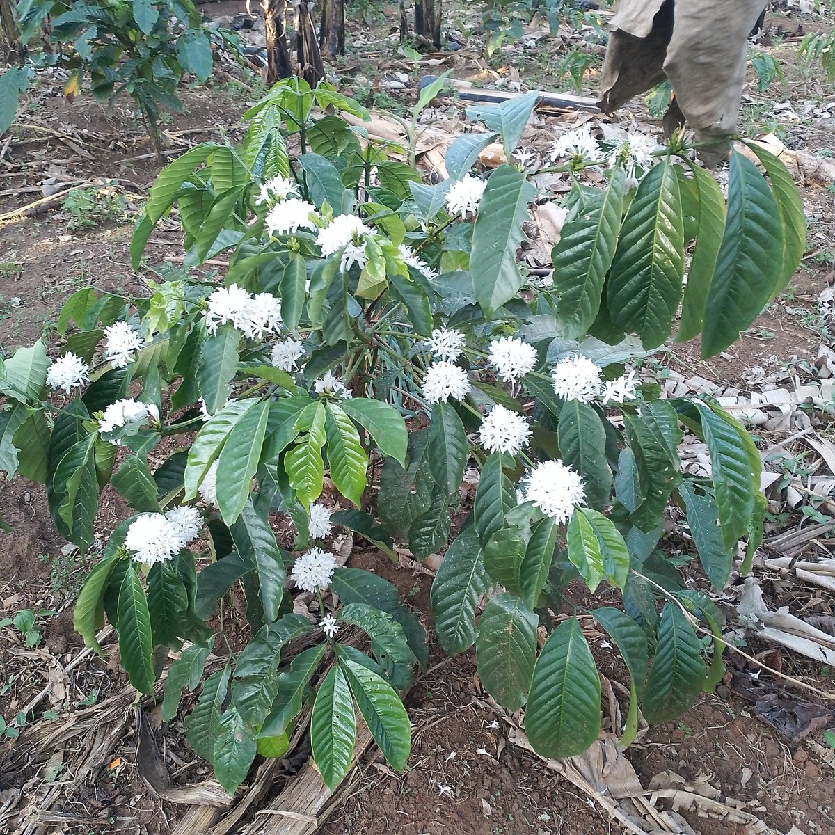 sirisite41798's tweet photo. Skilling local farmers through organic sustainable agriculture https://t.co/oHbmqoOwgl