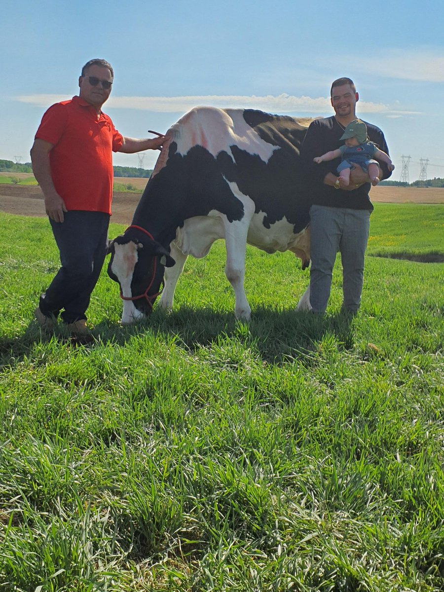 Meet the Oldest Currently Milking Animal in Canada: HARVEY OUTSIDE NAROLA

During Chantal Charette’s classification visit at Ferme HARVEY in Alma, Lac-Saint-Jean (QC), she discovered this gem! This youthful cow is 19 years old with 13 lactations producing over 150 000 kgs of