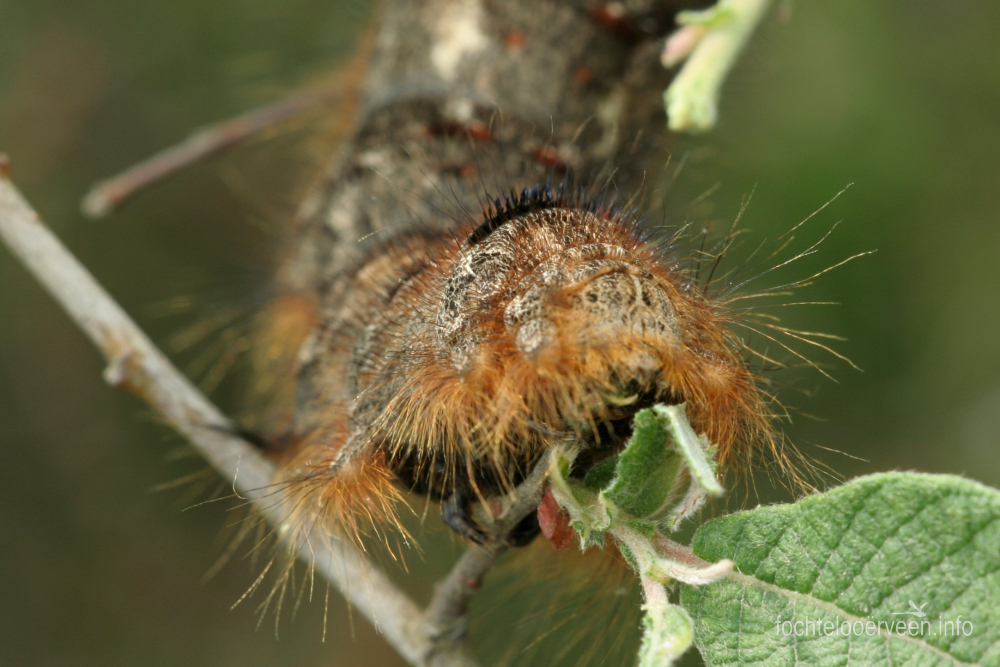 fochtelooerveen info tweet media