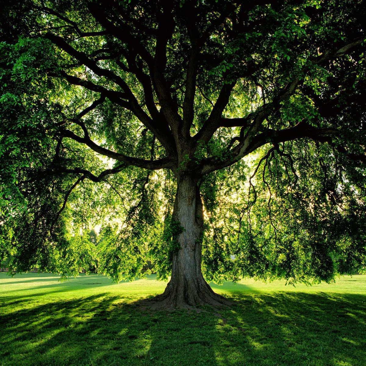 “Character is like a tree and reputation like a shadow. The shadow is what we think of it; the tree is the real thing.” -Abraham Lincoln