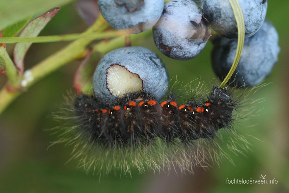 fochtelooerveen info tweet media